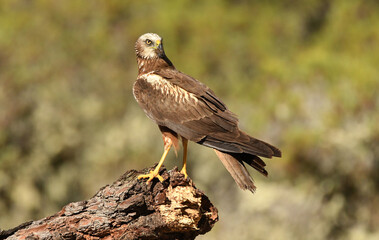 Aguila lagunero en el campo