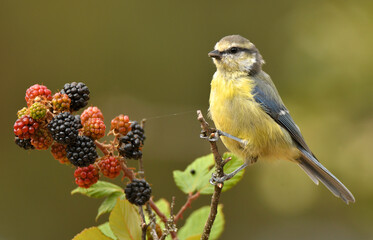 pajaro en el bosque