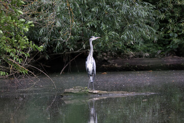 White Heron stands on the middle of the lake
