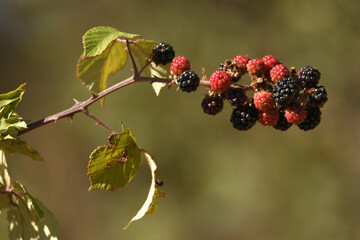 Racimo de zarzamoras