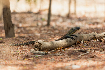 Baby Komodo dragon leaning on the log 