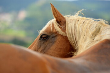 Pferdeschönheit. Palomino auf dem Getreidefeld