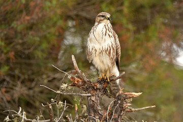 aguila ratonero con presa