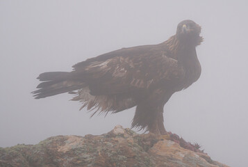 aguila real en la niebla