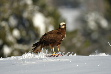 Aguila lagunero en el campo