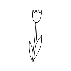 Black Vector illustration of a tulip flower with leaves isolated on a white background
