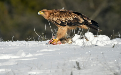 Joven aguila imperial en invierno