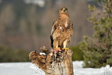 Joven aguila imperial en invierno