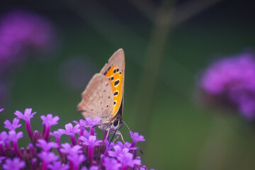 Butterfly golubyanka on verbena flowers collects nectar in close-up. A beautiful photo with a butterfly on a pink flower. Colored background