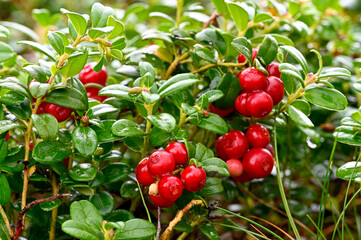 cowberry growning in a Swedish forest in august