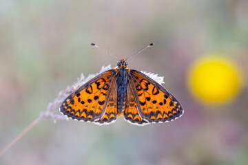 Fototapeta na wymiar Beautiful iparhan butterfly ; Melitaea trivia ( Syriaca )
