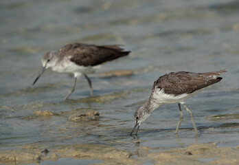 Common Greenshank feeding at Busaiteen coast, Bahrain