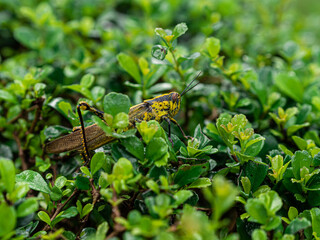 Beautiful grasshopper on green leaves
