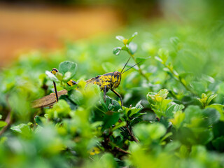 Beautiful grasshopper on green leaves