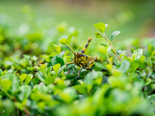Beautiful grasshopper on green leaves