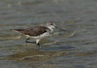 Common Greenshank at Busaiteen coast, Bahrain