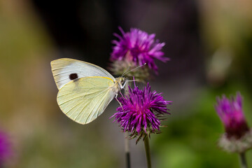 Great White angel butterfly, Pieris brassicae feeding on the plant