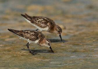 A pair of Little Stint feeding druing low tide at Busaiteen coast, Bahrain