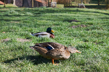 Duck and drake on the green grass.