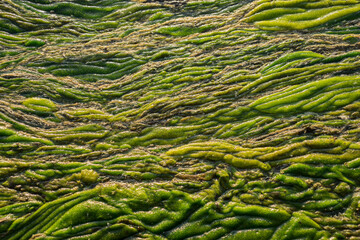 Green swampy abstract texture. View of algae and swamp close up. Abstract diagonal background