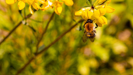 bee on a flower