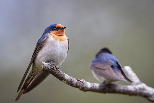 Wild Barn Swallow perched on a branch