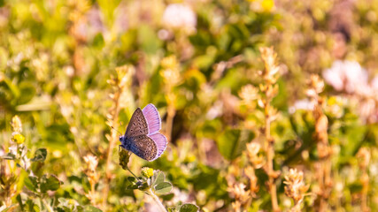 butterfly on the grass