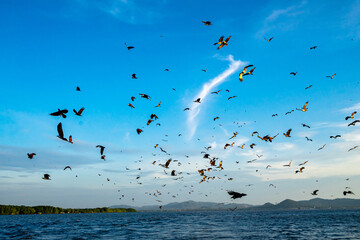 seagulls flying over the sea