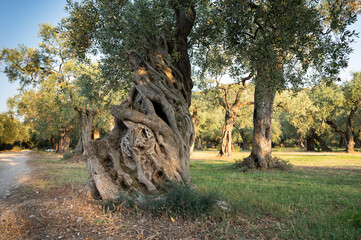 Olive trees