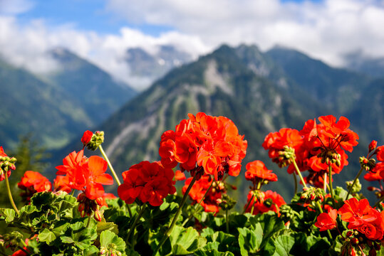 geraniums flowers facing the alps in Braunwald, Switzerland