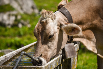 swiss brown cow with a belt and a bell around its neck drinking water