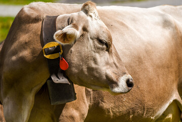 swiss brown cow with a belt, a bell and a GPS tracker around its neck 