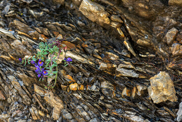 Blue and violet flowers growing from the stones of a rocky mountain in the swiss alps