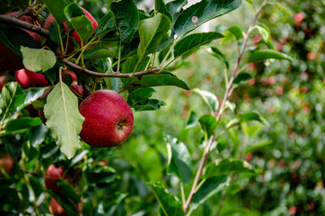 ripe red apples on a tree