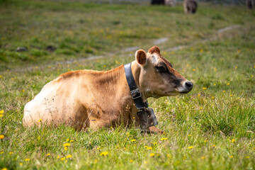 Swiss cow in the meadow