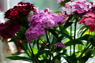 Defocused sweet williams flowers in blurred background. Close up