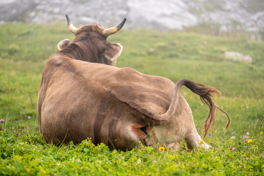 Brown cow lying down on the pasture with flowers moving its tail