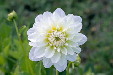 Closeup of a white dahlia blossom. © Amalia Gruber