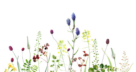 Watercolor multicolored herbs and flowers on a white background