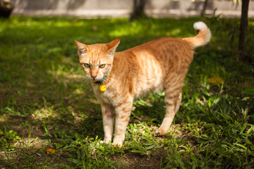 Naklejka na ściany i meble A cute ginger cat in summer light in a garden.