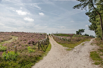 Fototapeta na wymiar Sandpath between heatter and forest with a sidetrack towards a viewpoint in Sallandse Heuvelrug National Park in the Netherlands