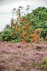 Fototapeta na wymiar Picturesque scene in Sallandse Heuvelrug National Park in the Netherlands with small rowan trees in a field of heather