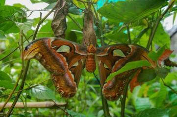Farfalla tropicale
