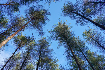 Looking up at a tree canopy with blue sky
