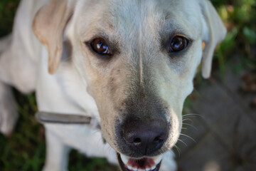 Obraz premium White labrador retriever looking at camera. Adorable golden labrador. Labrador head. Cute friendly dog. Domestic dogs concept. Funny pet. Sitting labrador portrait. 
