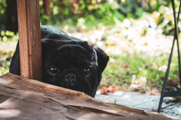 Black pug portrait. Funny dog face. Best human friend. Domestic dogs concept. Blak pug looking at...