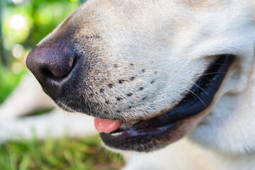 Dog head close up. Labrador retriever portrait. Dog nose, close up. Purebred white labrador. Adorable pet. Domestic animals concept. 