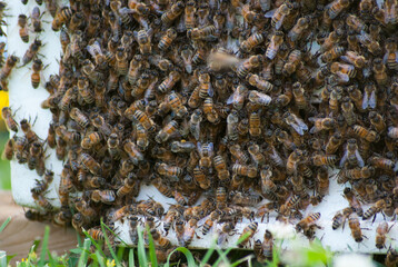 Capture d'un essaim d'abeilles dans une ruche provisoire