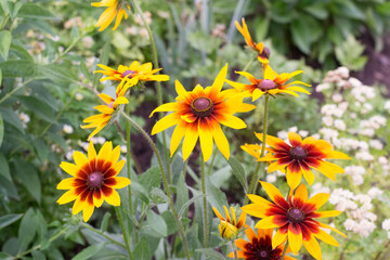 Growing of rudbeckia in garden