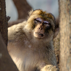 Singe
